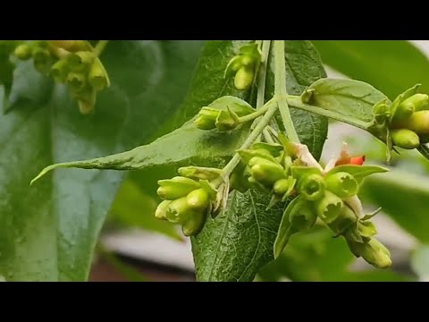 Sheuli – The Fragrant Soul of My Garden 🌸#SheuliFlower #RooftopGarden #MorningVibes #NatureLovers