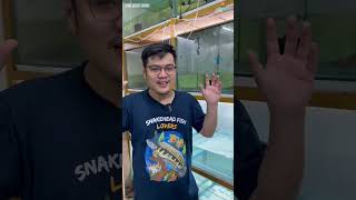 Download lagu Wow, this is how much Channa Barca costs in India! 😱 #channa #viral #ornamentalfish mp3