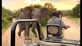 DREAM REACTS TO Elephant Picks up and Throws Truck full of Tourists