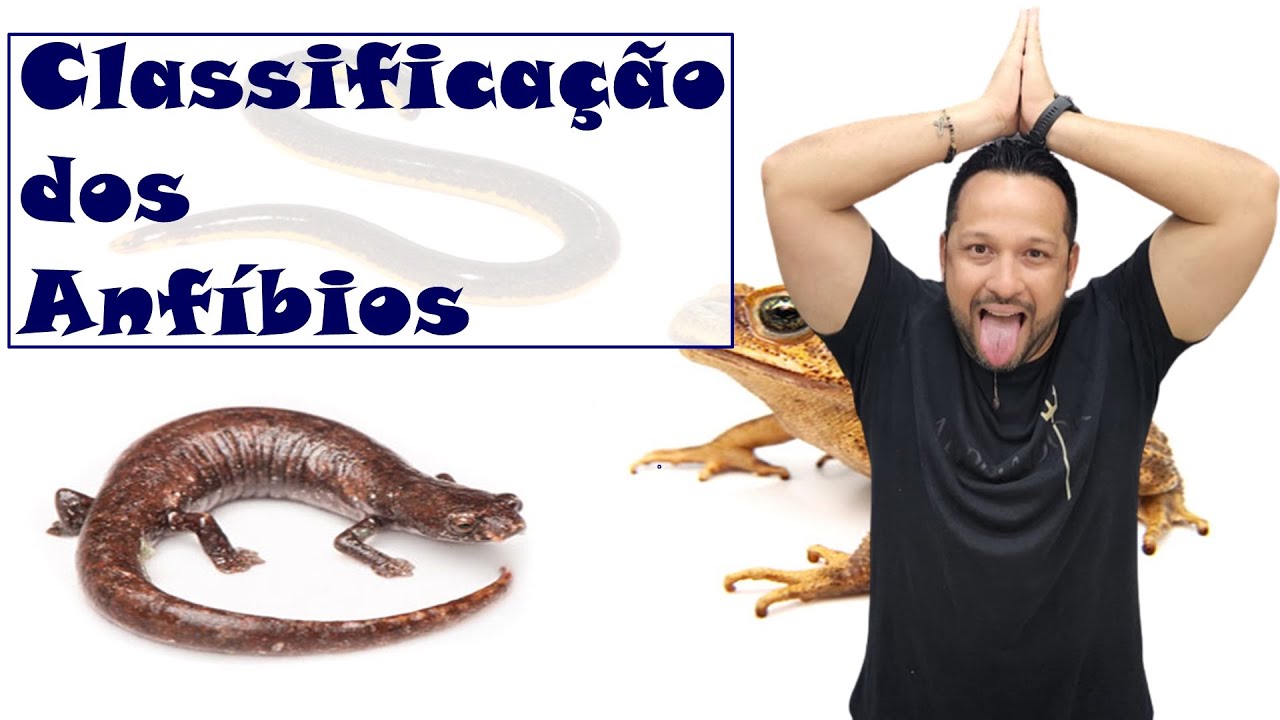 Classificação dos Anfíbios - Ordens: Anura, Urodela ou Caudata e Gymnophiona ou Apoda - Zoologia