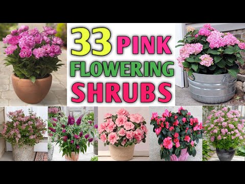 , title : '33 Pink Flowering Shrubs | Pink Flowering Bushes | Pink Shrubs for garden | Plant and Planting'