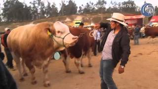 preview picture of video 'Cutervo Feria Agropecuaria 2014. Ganadería Cutervo - Cajamarca'