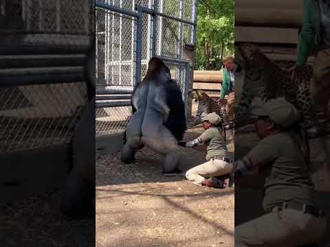 Tiger Tries to Attack a Zoo Guardian… A Gorilla Saves Her 😱🦍