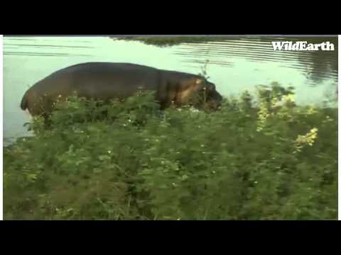 2011-04-03 pm drive Safari TV Hippos (Hippopotamus amphibius)