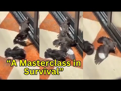 Ravens Outsmart Humans by Pretending to Be Sick for Free Food!