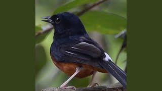 Download lagu SUARA BURUNG MURAI BATU GACOR mp3