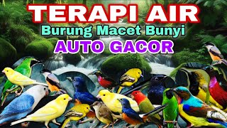 Download lagu JANGAN TUNGGU LAMA KLIK SAJA BURUNG KEMBALI GACOR, TERAPI AIR UNTUK SEMUA JENIS BURUNG MACET BUNYI mp3