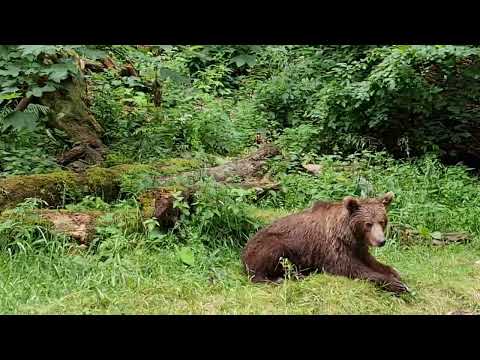 Safari in Transfagarasan