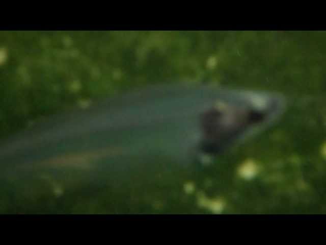 Beautiful Tropical Fish - Glass Catfish, transparent body, rainbow foil! amazing! High Definition!