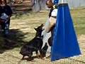 Doberman Search Clip. Schutzhund Trial Doberman Search Clip. Schutzhund Trial