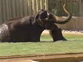Let S Go To The Zoo 2001 Version Part 26