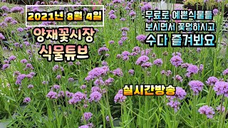 2021년 8월 4일 수요일 실외활동 힘든 때 랜선으로 예쁜식물 보면서  수다떨어봐요 #양재꽃시장 #식물튜브