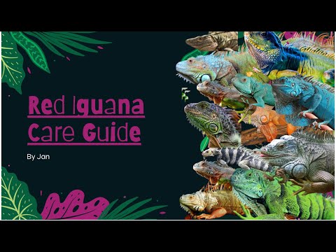 Edit Your Own Iguana Care Printable Sheets