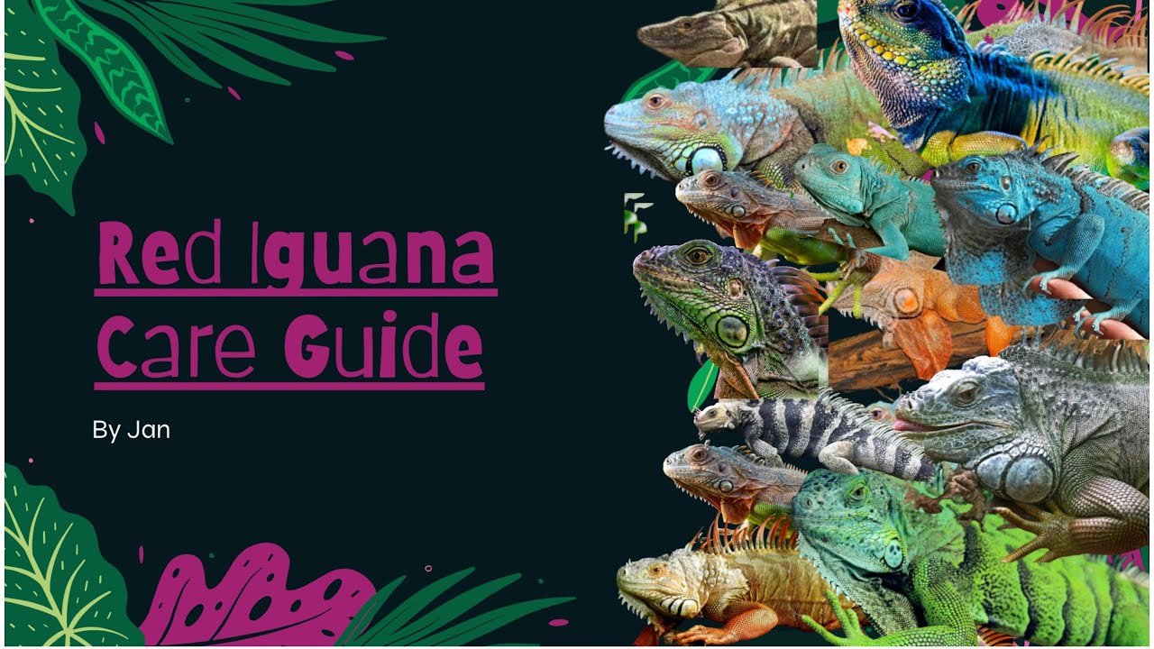 🦎Red Iguana Care Guide🦎 || Everything You Need ||