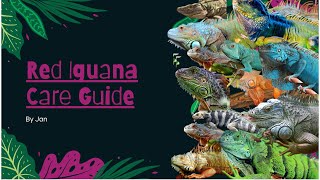 🦎Red Iguana Care Guide🦎 || Everything You Need ||