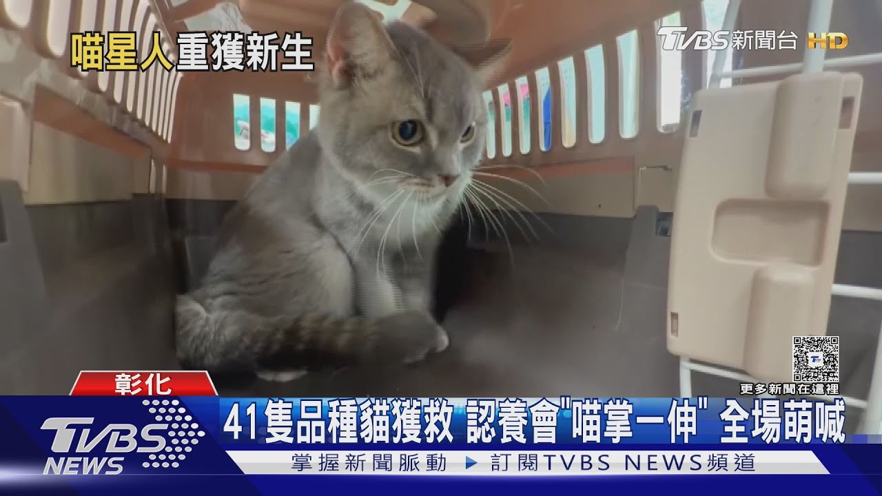 41隻品種貓獲救　認養會「喵掌一伸」全場萌喊