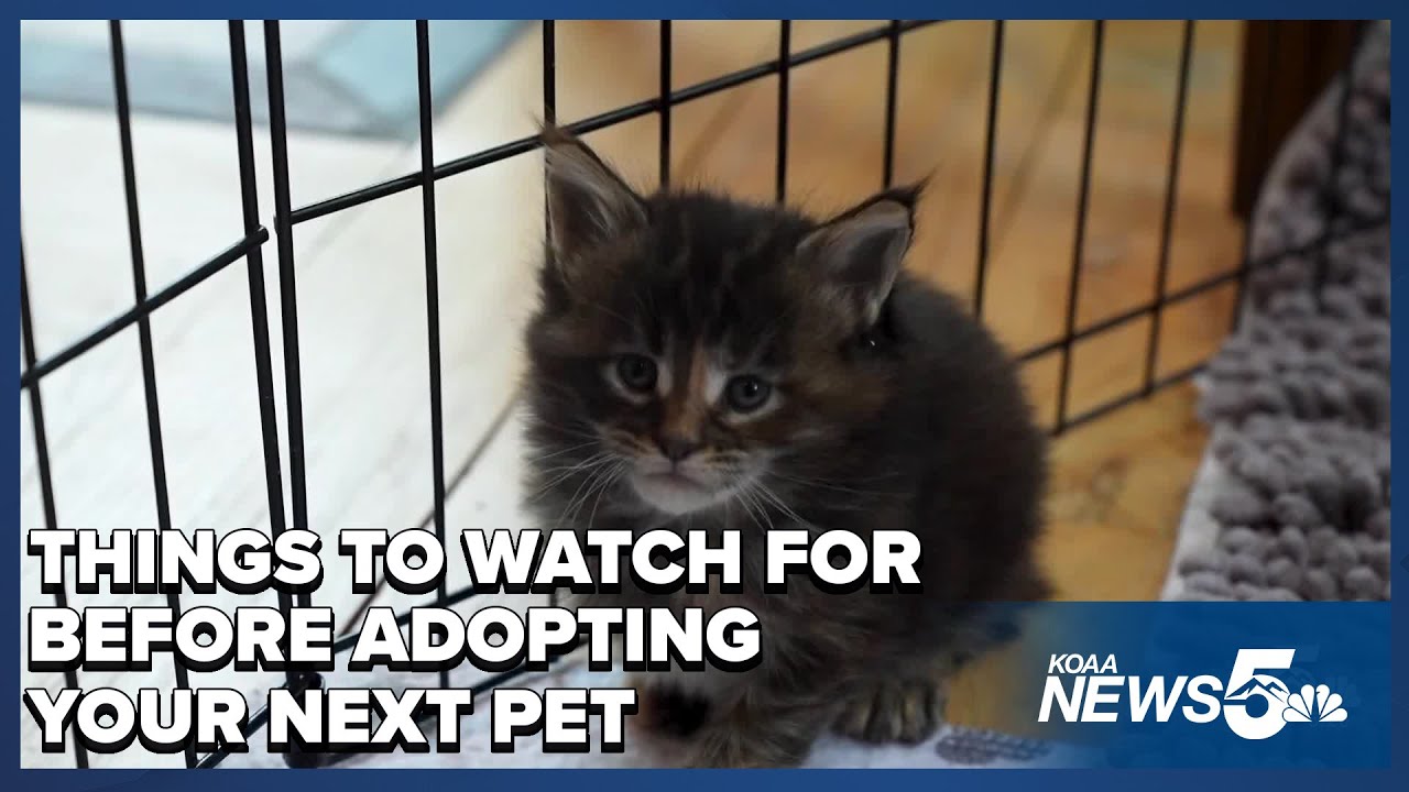 Beware of Online Pet Adoption Scams: How to Safely Find Your Next Dog or Cat