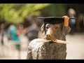 Spring 2017 Graduate Commencement Ceremony