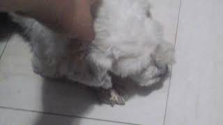 Un ultimo recuerdo antes de que te vayas :"(     (el ultimo video de mi bebe)