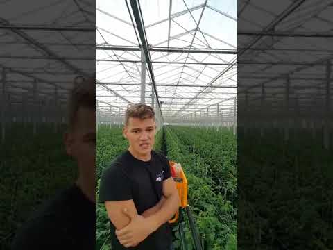 , title : 'Luuk gaat viral met filmpje tussen de tomaten'