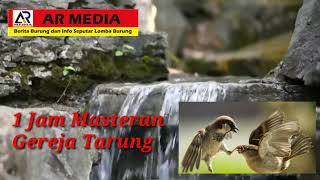 Download lagu Masteran Gereja Tarung dengan suara air durasi 1 jam mp3
