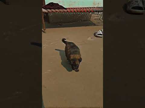 2montn #viralvideo #automobile #pindwale #پنجاب #dog #pinder #rx100