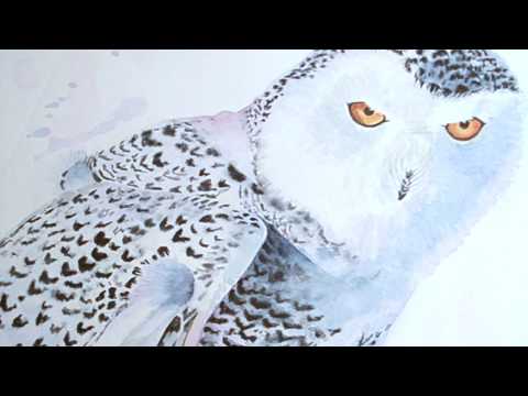 watercolor snowy owl time-lapse demo