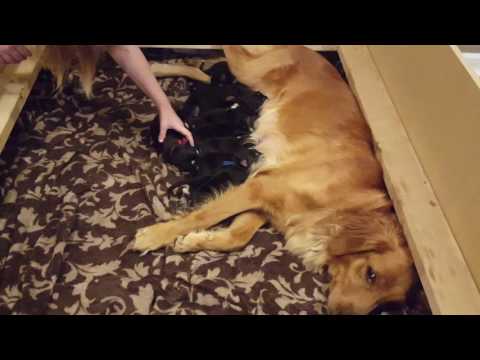 THEY'RE GETTING OLDER!|4 day old goberian puppies