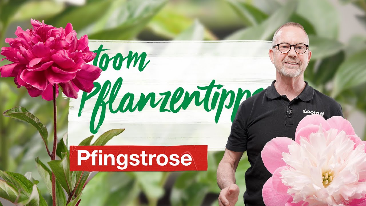 pokon dünger Pokon Zimmerpflanzendünger – 250ml