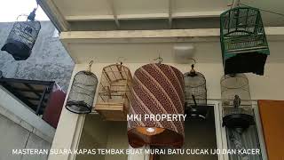 Download lagu Masteran Suara Burung Kapas Tembak Gacor durasi panjang full ngepik beset tembakan pilihan juri mp3