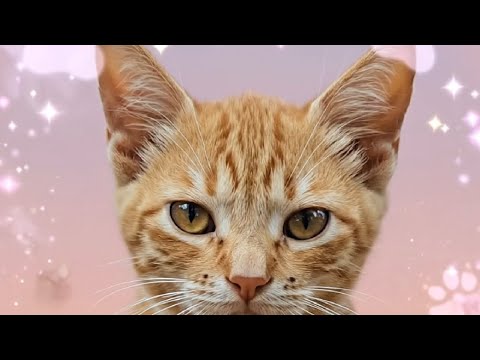 Billu’s Adorable Kitten Photoshoot! 😻 Cutest Poses & Funny Moments | Pet Photography Magic #prakhar