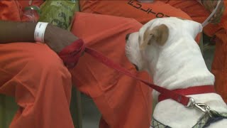 Canine cellmates Beyond the Bars program may be evicted | Here's why