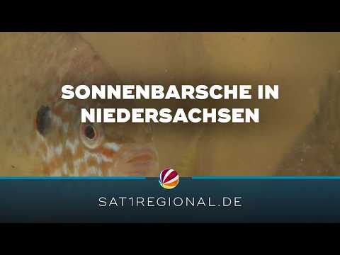 Sonnenbarsch: Invasive Art bedroht heimische Fischarten