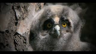 TRAILER   THE SECRET WORLD OF NATURE: SPAIN (TIERRA Y AGUA)