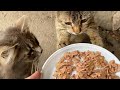 Very Hungry Tabby Kitten And A Cute Gray Kitty