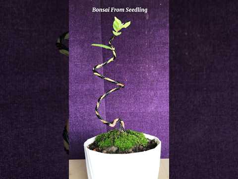 How To Make Guava Bonsai #53 Shorts #bonsai #garden #bonsaitree #