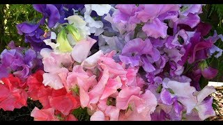 Why Growing flowers Will Help Grow Better Vegetables