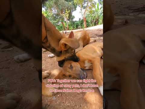 #dog #petssavingowners #petowner #voiceless #puppy #dogowner #pets #helpvoiceless #animalowner