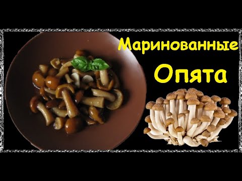 Маринованные Опята / Книга Рецептов / Bon Appetit