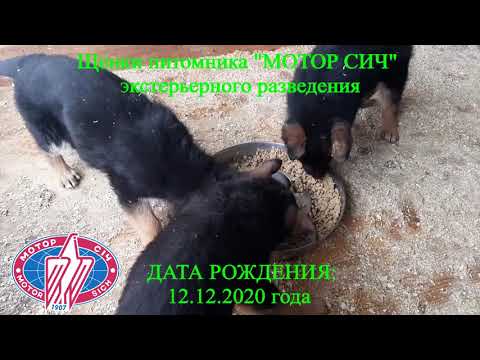 Щенки немецкой овчарки питомника «МОТОР СИЧ» (German Shepherd Dog)