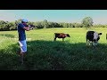 Shooting a Sick Calf!