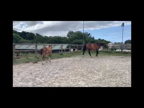 2019 colt by Kobaldy (Eldorado Van De Zeshoek x Quasimodo) x Lupicor