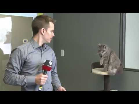 Watch lagu Images Videos Cbc News Grumpy Cat, Watch Images Cbc News Grumpy Cat free Watchn, video klip Cbc News Grumpy Cat