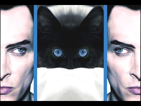 Dorian Gray - Beautiful - (Cats version)