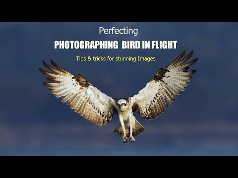 Bird in Flight Photography: Master the Art of Action Shots!