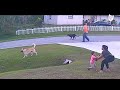 German Shepherd Saves Six Year Old From Being Attacked By Another Dog