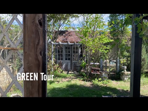 園芸 巨大なオーニソゲイル、ベツレヘムの巨人の星