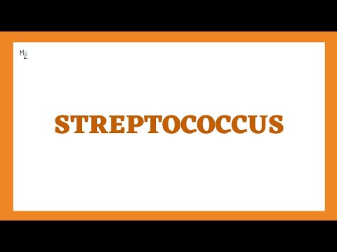 Microbiology: Streptococcus & its Classification (Lancefield, Hemolytic) Detailed Lecture