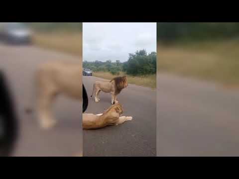 THE TOP FIVE LIONS SIGHTING IN THE KRUGER NATIONAL PARK