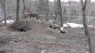 Red Wolves Play The Mating Game